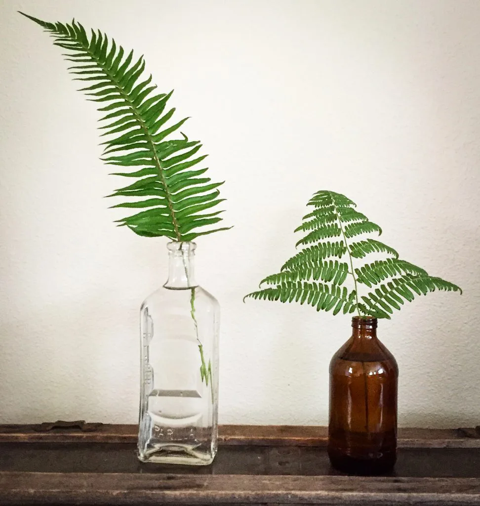 fern leaves in vintage bottles